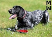 Padded Dog Lead (ManMat) - SnowPaw Store - ManMat - Dog Collars, Leads, Belts